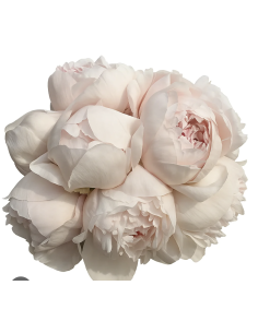 Wholesale Coral & Blush Peonies (5 Stems) | Bulk Peony Stems