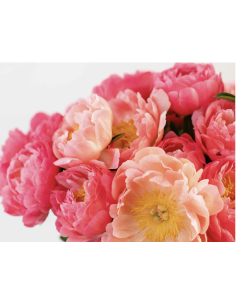 Wholesale Coral & Blush Peonies (5 Stems) | Bulk Peony Stems 2