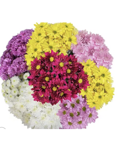 Wholesale Spray Pompons (7 Stems) | Daisy, Button, Cushion Mums