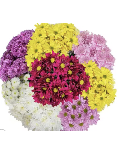 Wholesale Spray Pompons (7 Stems) | Daisy, Button, Cushion Mums