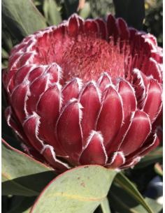 Wholesale Empress Protea (Single Stem) | Bulk Exotic Flowers