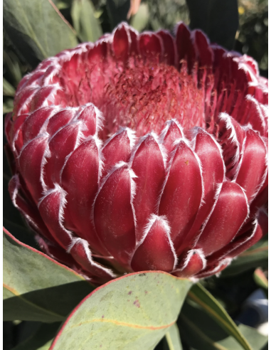 Wholesale Empress Protea (Single Stem) | Bulk Exotic Flowers
