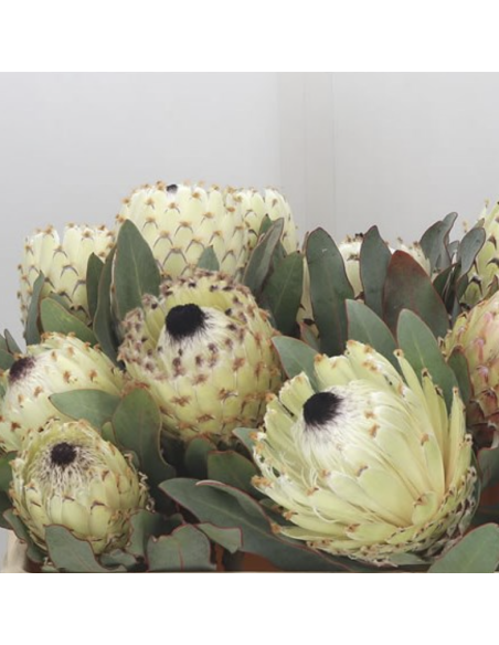 Wholesale Ice Queen Protea (Single Stem) | White Tropical Flowers
