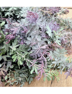 Fresh Acacia Feather Purple Foliage | Wholesale Specialty Greenery 2
