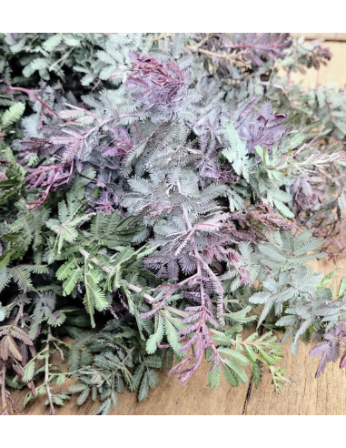 Fresh Acacia Feather Purple Foliage | Wholesale Specialty Greenery
