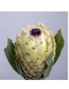 Wholesale Ice Queen Protea (Single Stem) | White Tropical Flowers 2