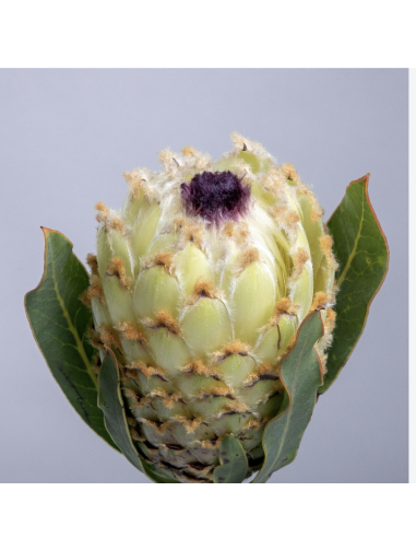 Wholesale Ice Queen Protea (Single Stem) | White Tropical Flowers