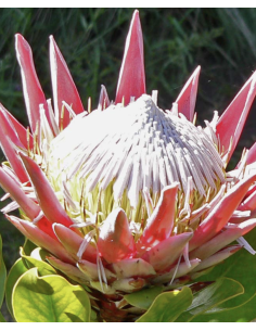 Wholesale Pink King Protea (Single Stem) | Bulk Focal Flowers