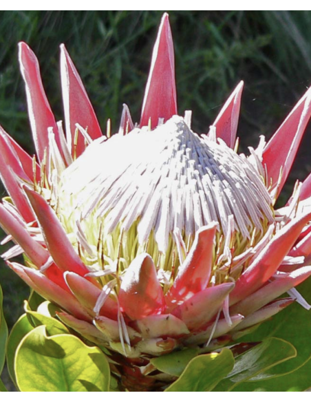 Wholesale Pink King Protea (Single Stem) | Bulk Focal Flowers