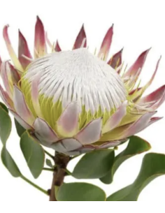 Wholesale Pink King Protea (Single Stem) | Bulk Focal Flowers 2
