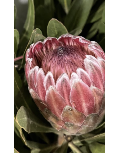 Wholesale Pink Ice Protea (Single Stem) | Bulk Focal Flowers