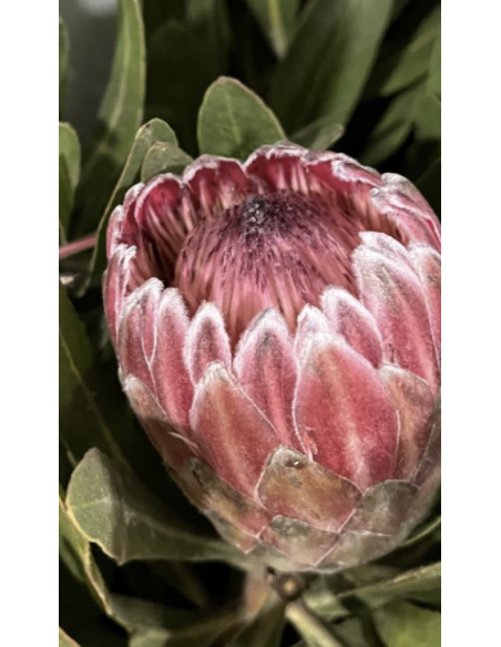 Wholesale Pink Ice Protea (Single Stem) | Bulk Focal Flowers