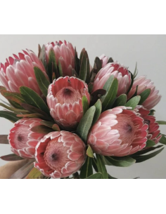 Wholesale Pink Ice Protea (Single Stem) | Bulk Focal Flowers 2