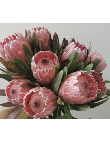 Wholesale Pink Ice Protea (Single Stem) | Bulk Focal Flowers