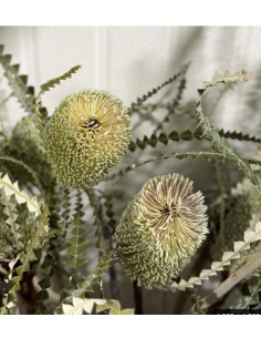 Wholesale Green Banksia Protea (Single Stem) | Bulk Tropical Flowers