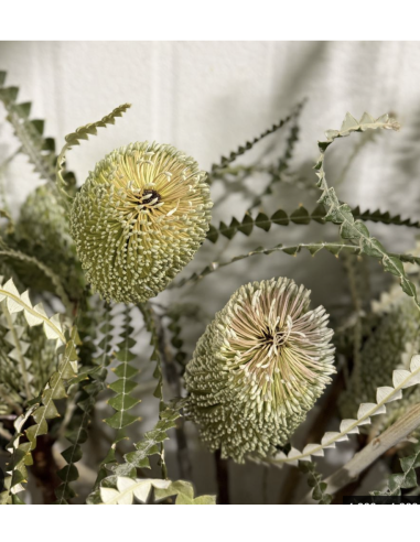 Wholesale Green Banksia Protea (Single Stem) | Bulk Tropical Flowers
