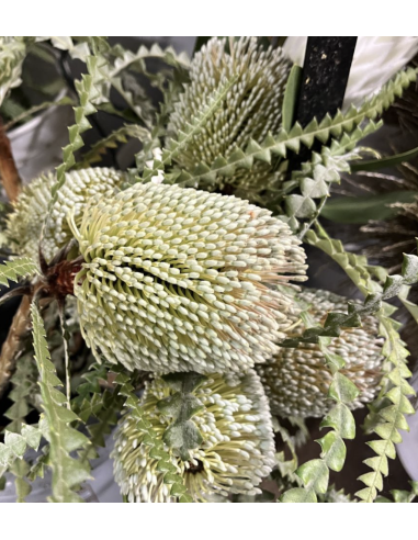 Wholesale Green Banksia Protea (Single Stem) | Bulk Tropical Flowers