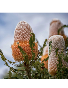 Wholesale Orange Banksia Protea (Single Stem) | Bulk Exotic Flowers