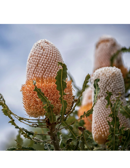 Wholesale Orange Banksia Protea (Single Stem) | Bulk Exotic Flowers