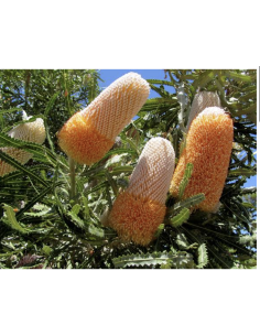 Wholesale Orange Banksia Protea (Single Stem) | Bulk Exotic Flowers 2