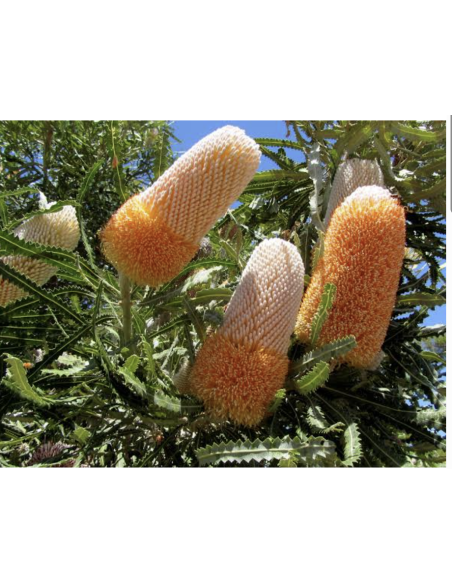 Wholesale Orange Banksia Protea (Single Stem) | Bulk Exotic Flowers
