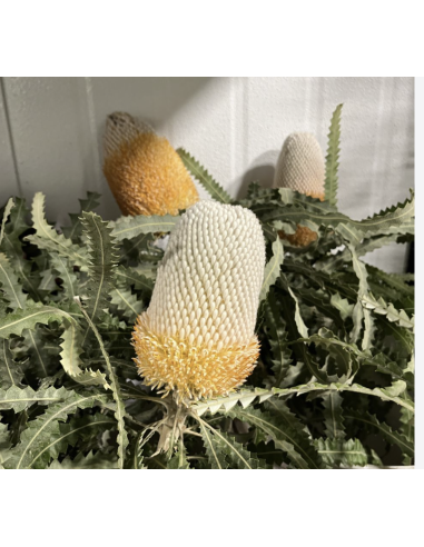Wholesale Orange Banksia Protea (Single Stem) | Bulk Exotic Flowers