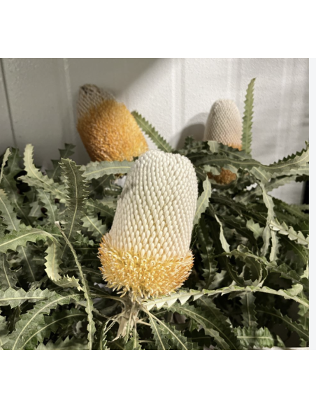Wholesale Orange Banksia Protea (Single Stem) | Bulk Exotic Flowers