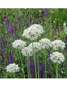 Fresh Allium Garlic Stems | Wholesale Ornamental Foliage