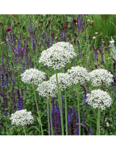 Fresh Allium Garlic Stems | Wholesale Ornamental Foliage