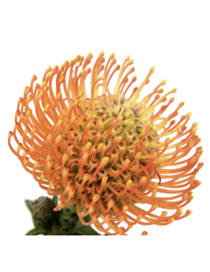 Wholesale Orange Pincushion Protea (Single Stem) | Bulk Flowers