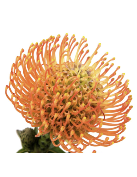 Wholesale Orange Pincushion Protea (Single Stem) | Bulk Flowers