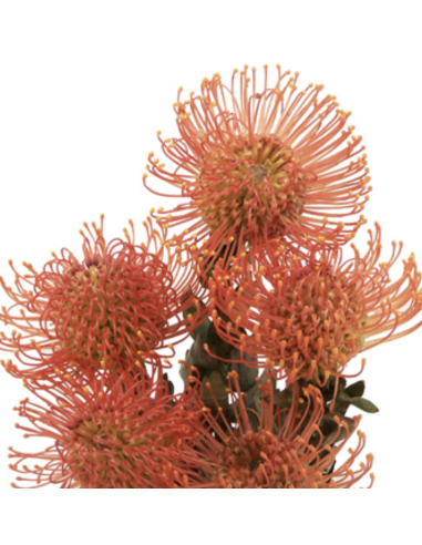 Wholesale Orange Pincushion Protea (Single Stem) | Bulk Flowers