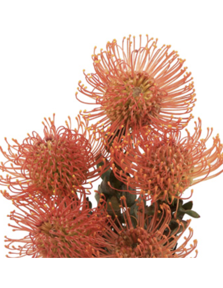 Wholesale Orange Pincushion Protea (Single Stem) | Bulk Flowers
