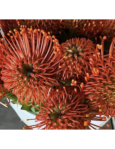 Wholesale Orange Pincushion Protea (Single Stem) | Bulk Flowers