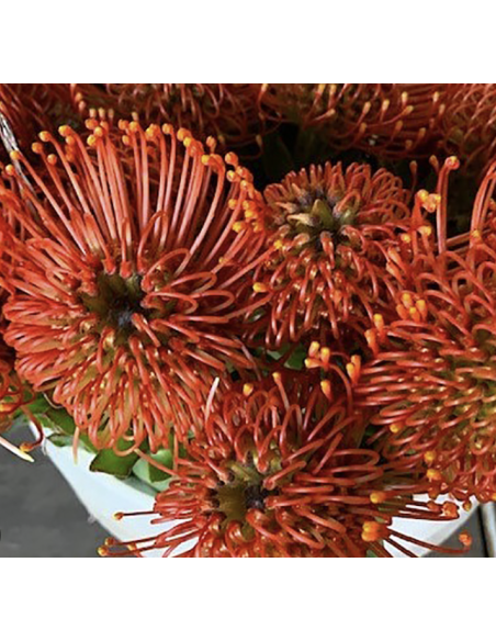 Wholesale Orange Pincushion Protea (Single Stem) | Bulk Flowers