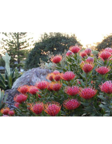 Wholesale Pink Pincushion Protea (Single Stem) | Bulk Flowers