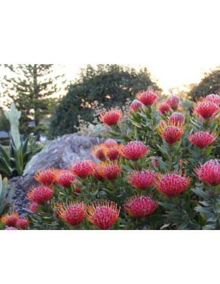 Wholesale Pink Pincushion Protea (Single Stem) | Bulk Flowers