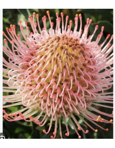 Wholesale Pink Pincushion Protea (Single Stem) | Bulk Flowers 2
