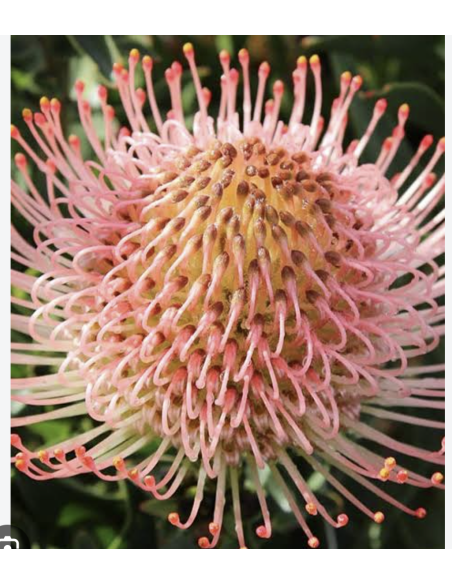 Wholesale Pink Pincushion Protea (Single Stem) | Bulk Flowers