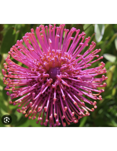 Wholesale Pink Pincushion Protea (Single Stem) | Bulk Flowers