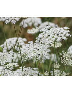Wholesale Queen Anne's Lace Bunches | Bulk White Filler Flowers