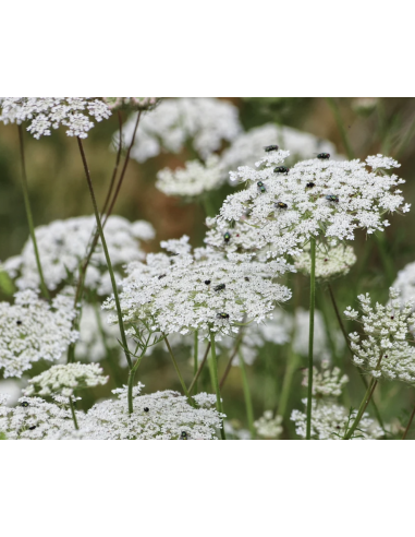 Wholesale Queen Anne's Lace Bunches | Bulk White Filler Flowers