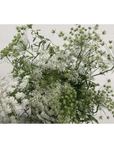 Wholesale Queen Anne's Lace Bunches | Bulk White Filler Flowers 2