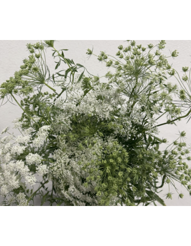 Wholesale Queen Anne's Lace Bunches | Bulk White Filler Flowers