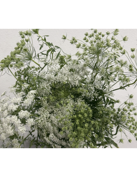 Wholesale Queen Anne's Lace Bunches | Bulk White Filler Flowers