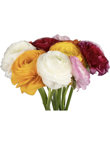 Wholesale Ranunculus (10 Stems) | Bulk Persian Buttercup Flowers