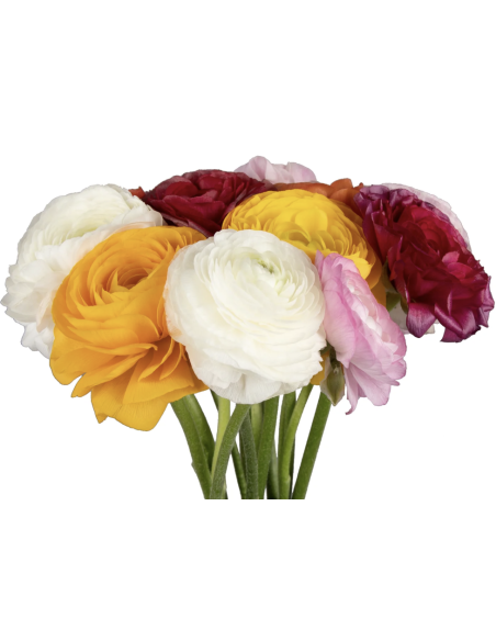 Wholesale Ranunculus (10 Stems) | Bulk Persian Buttercup Flowers