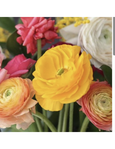 Wholesale Ranunculus (10 Stems) | Bulk Persian Buttercup Flowers