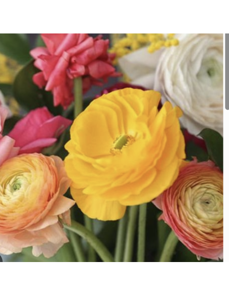 Wholesale Ranunculus (10 Stems) | Bulk Persian Buttercup Flowers