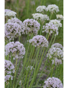 Fresh Allium Garlic Stems | Wholesale Ornamental Foliage 2